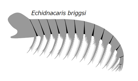 Echidnacaris