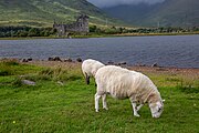 Sheep in front of Kilchurn Castle in Scotland, as viewed from a near layby.