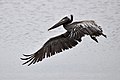Brown pelican (Pelecanus occidentalis) landing