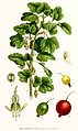 Ribes grossularia L.
