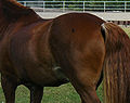 Rabicano-kuviolle tyypillistä sekakarvaa hännäntyvessä, nivusessa, kainalossa ja alakyljellä. Hevosella on myös tumma luomi.