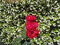 File:3 Rosas en un jardín.jpg