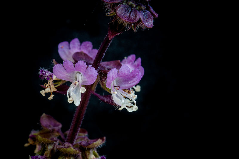 File:9268-Horapa Flower.jpg