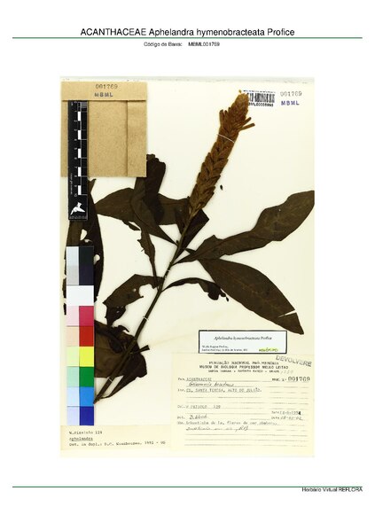 File:ACANTHACEAE Aphelandra hymenobracteata Profice, INMA (MBML001769).pdf