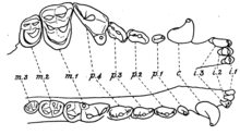 Dentatura di Cynodesmus, tipica dei canidi