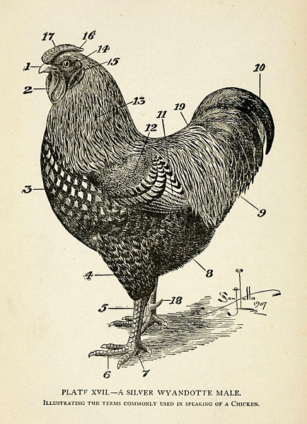 File:A Silver Wyandotte Male, Illustrating the terms commonly used in speaking of a Chicken.jpg