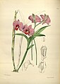 Dendrobium bigibbum plate 169 in: James Bateman: A Second Century of Orchidaceous Plants London (1867)