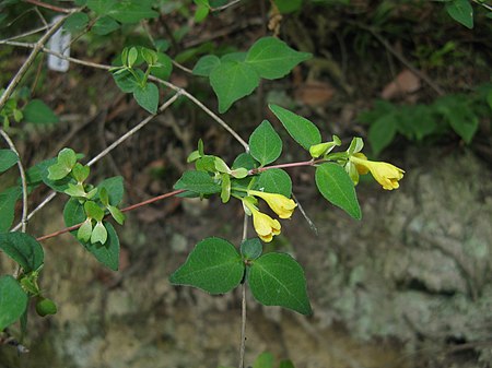 Diabelia serrata