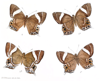 <i>Abisara chela</i> Species of butterfly