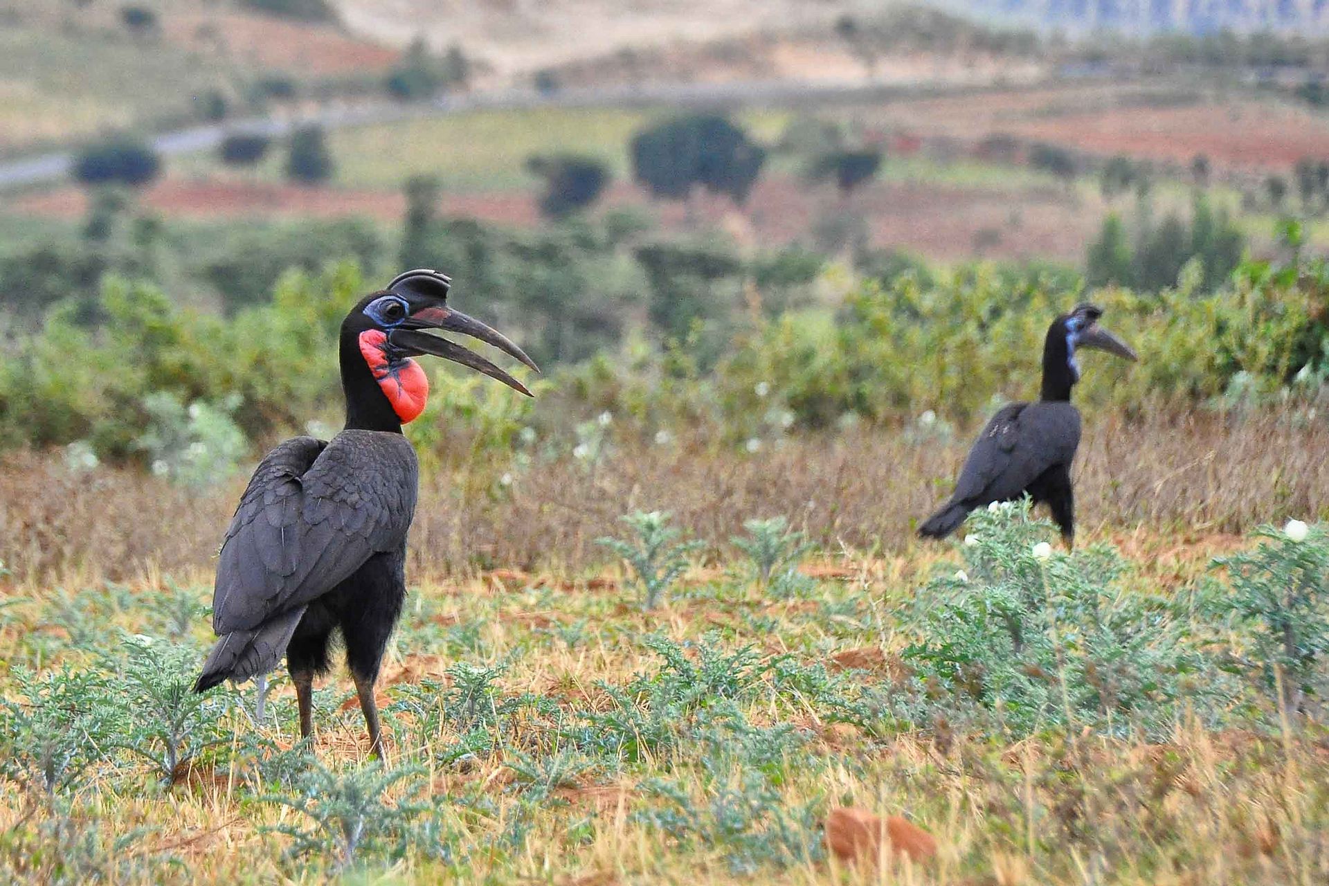 Abyssinian Ground Hornbill (7912676008).jpg