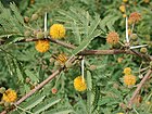 Acacia farnesiana az.jpg