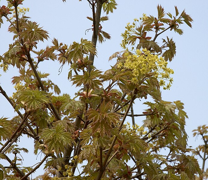 File:Acer platanoides Globosum B.jpg