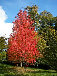 List Of U.s. State And Territory Trees