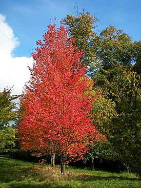 Общий вид дерева осенью.
