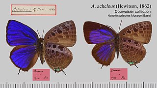 <i>Arhopala achelous</i> Species of butterfly
