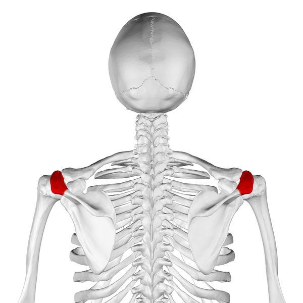 File:Acromion of scapula06.png