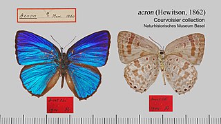 阿克龍嬈灰蝶 Arhopala acron