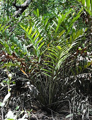 Mangrove fern (Acrostichum aureum)