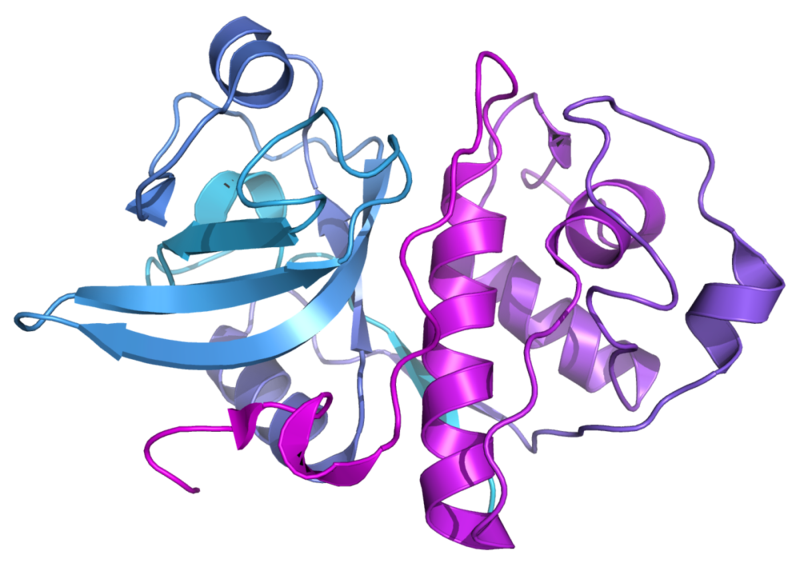 File:Actinidain 1AEC.png