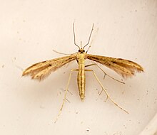 Adaina microdactyla Adaina microdactyla (9294824352).jpg