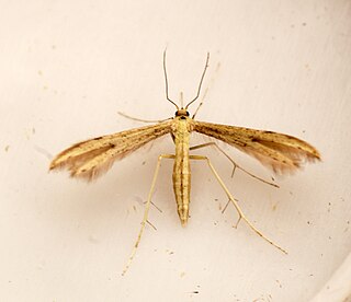 <i>Adaina microdactyla</i> Species of plume moth