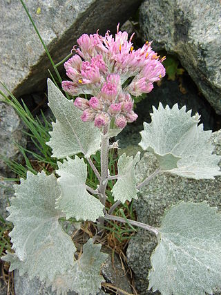 <i>Adenostyles</i> Genus of flowering plants