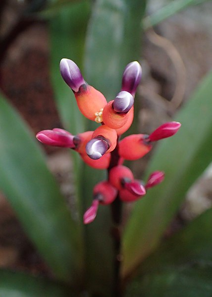 File:Aechmea victoriana var discolor kz02.jpg