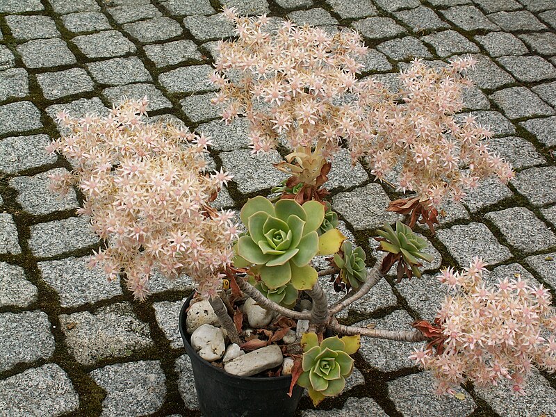 File:Aeonium lancerottense.jpg