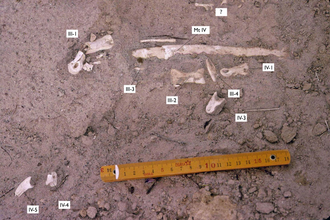 MPC-D 100/130 being excavated Aepyornithomimus (MPC-D 100 130) in field.png