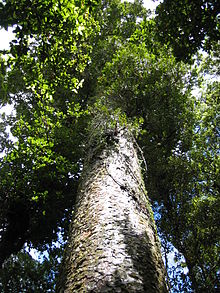 Agathis australis Waipua 2005 a.JPG