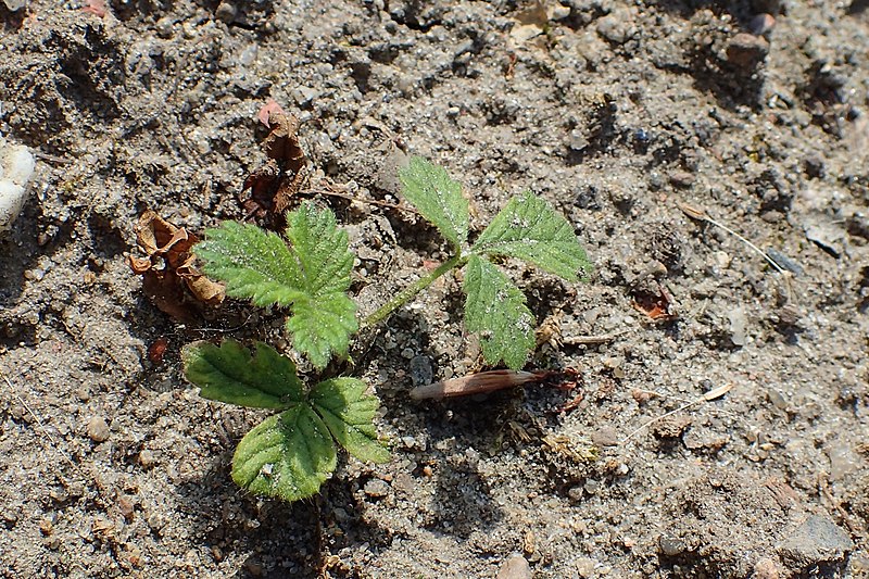 File:Agrimonia eupatoria kz07.jpg