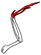 Wing skeleton. Highlighted in red: carpometacarpus and 3 fingers Aile (main).png