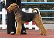 Airedale Terrier in stand 2.JPG