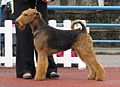 Airedale Terrier in stand 2.JPG