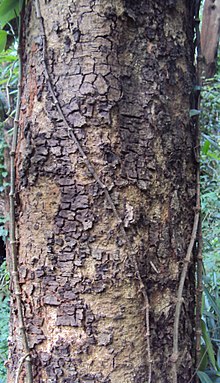 Albizia chinensis kora.jpg