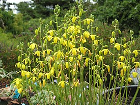 Albuca shawii