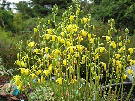 Albuca