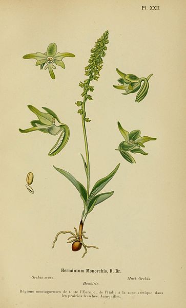 File:Album des orchidées de l'Europe centrale et septentrionale BHL15446387.jpg