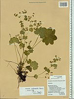 Herbarium