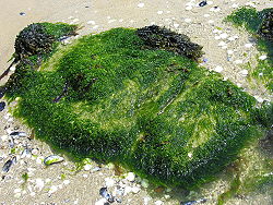 Alga: Relacións evolutivas entre os diferentes grupos de algas, Formas de organización das algas, Ecoloxía das algas