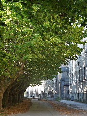 Alley of plane trees in the White City, side of the main buildings