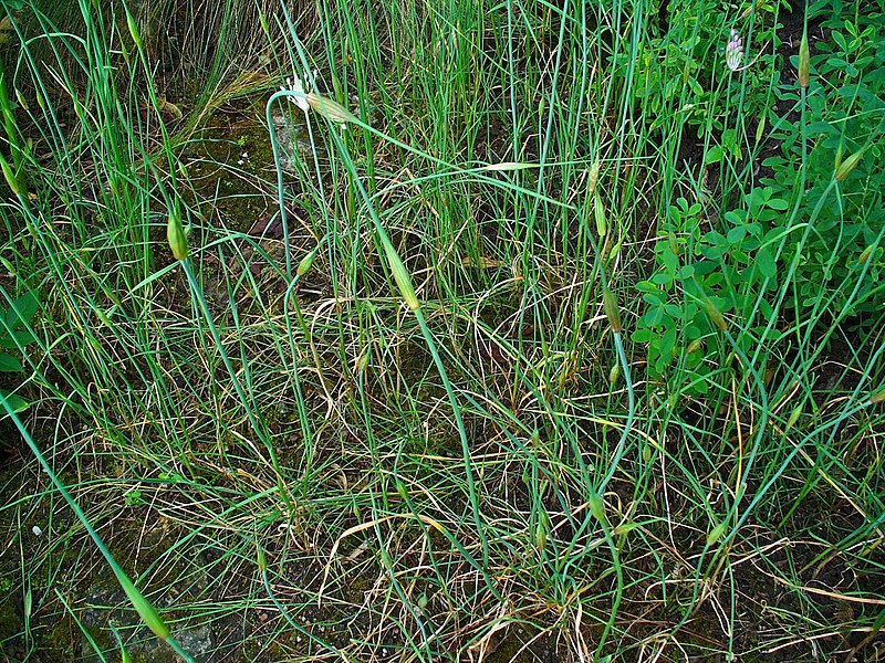 File:Allium carinatum pulchellum 001.JPG