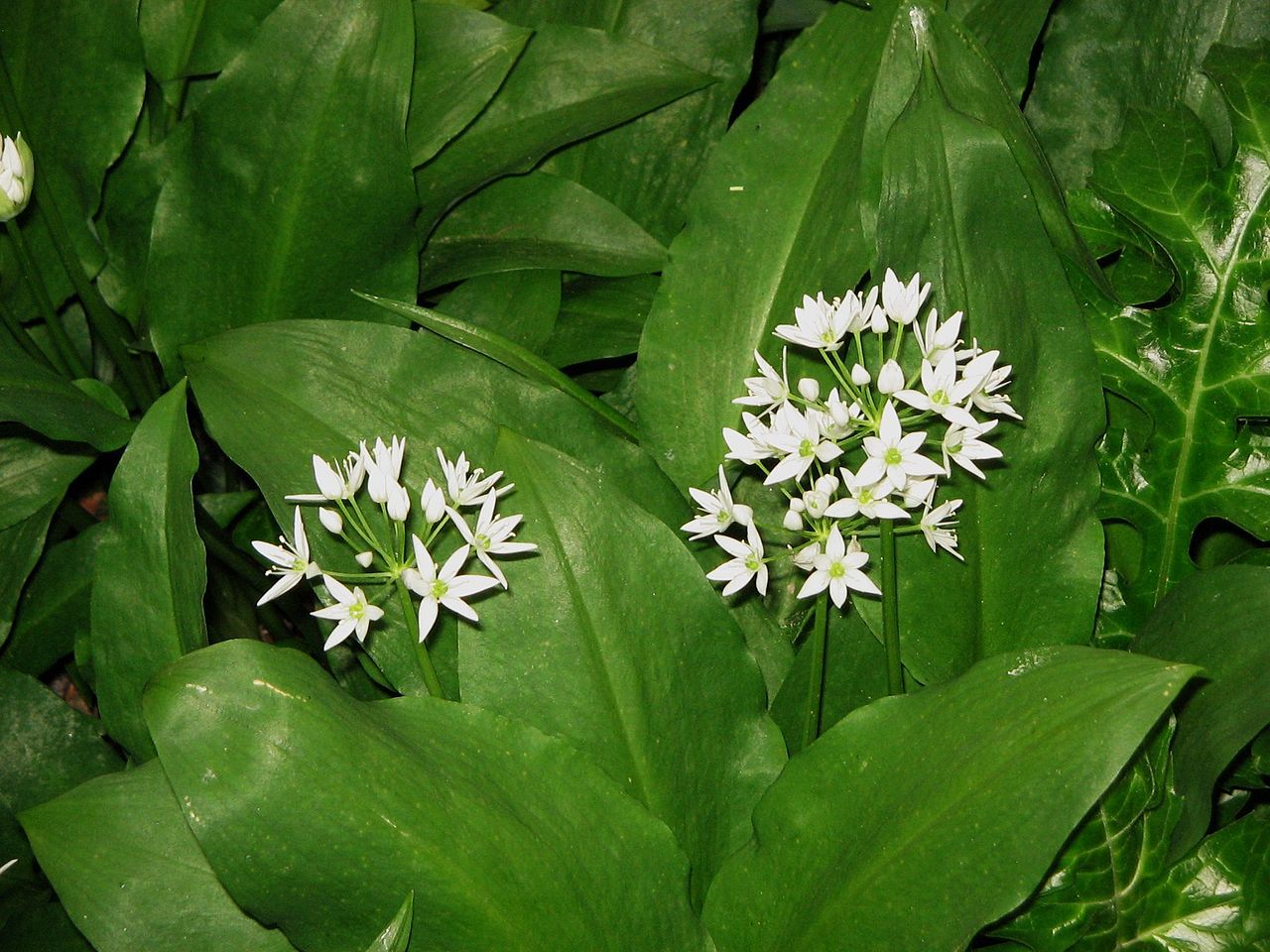 Allium ursinum — Wikipédia