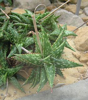 <i>Aloe jucunda</i> Species of succulent