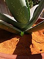 Un mata di Aloe vera cu su ”yiu” den un pochi