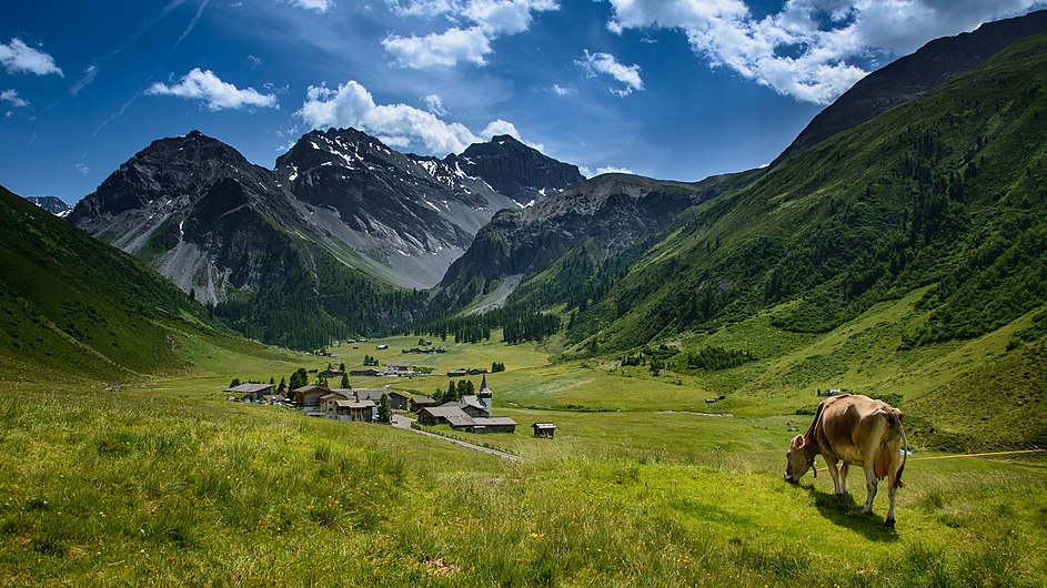 Alps of Switzerland Cow above Sertig Dörfli (23024185119).jpg