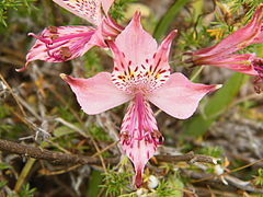 Description de l'image Alstroemeria hookeri Lodd. ssp. maculata by Pato Novoa - 003.jpg.