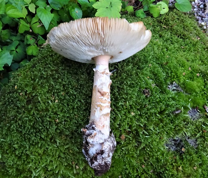 File:Amanita crocea, the Orange Grisette. Chapeltoun, North Ayrshire. Cap, volva & stipe.jpg