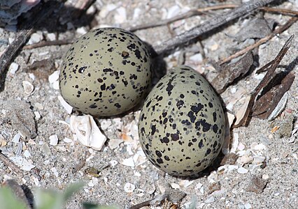 American Avocet Eggs