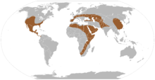 Dymaxion map of Amphicyonidae Amphicyonidae.png